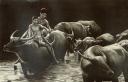Saw Kennedy - Water Buffalos