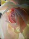 Rose 4 by Win Thandar