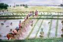 Planting Paddy by Thu Lei