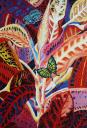 Garden croton by Myat Thein Zaw